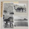 Image 1 : Harness Racing, Horses And Views Of Timber Rock Farm, 4 Photos