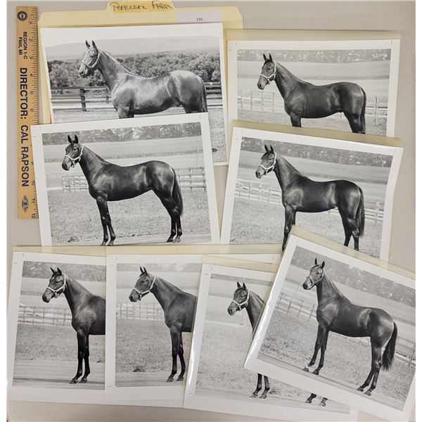 Harness Racing, Horses Of Perricorn Farm, 8 Photos