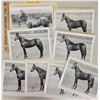 Image 1 : Harness Racing, Horses Of Perricorn Farm, 8 Photos