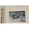 Image 1 : Harness Racing, Featuring Horse Orlando Otto, Pompano Park, 1 Photo