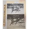 Image 1 : Harness Racing, Featuring Horse O.K.'s Garry, Driven By John Perttunen, Hazel Park Harness Raceway, 