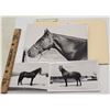 Image 1 : Harness Racing, Various Horses Of Pickwick Farm, 9 Photos