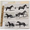 Image 2 : Harness Racing, Various Horses Of Pickwick Farm, 9 Photos