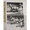 Image 1 : Harness Racing, Featuring Horse Oleo's Speedy, Driver John-Pete Mondi, 2 Photos