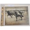 Image 1 : Harness Racing, Featuring Horse Olympic Gold, 1 Photo