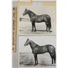 Image 1 : Harness Racing, Horses Of L-Bar Farm, 2 Photos