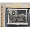 Image 1 : Harness Racing, Horse High Ideal At Lincoln Land Farm, 1 Photo