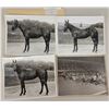 Image 1 : Harness Racing, Horses Of Linden Creek Farms, 4 Photos