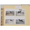 Image 1 : Harness Racing, Horses Of Little River Farm, 4 Photos