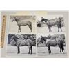 Image 1 : Harness Racing, Horses Of Luxury Acres, 4 Photos