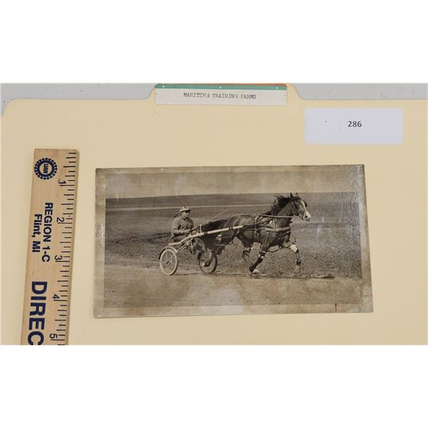 Harness Racing, Horse Queen's Pal From Maritime Training Farms, 1 Photo