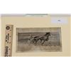 Image 1 : Harness Racing, Horse Queen's Pal From Maritime Training Farms, 1 Photo