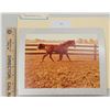 Image 1 : Harness Racing, Horse Of Middlebrook Farm, 1 Photo