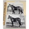 Image 1 : Harness Racing, Horses Good Time Knight & Skipper Gordon at Nottingham Farm, 2 Photos