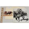Image 1 : Harness Racing, Horses Peter Lobell & Burnell Newton Of Monterey Farms, Hollister, California, 2 Pho