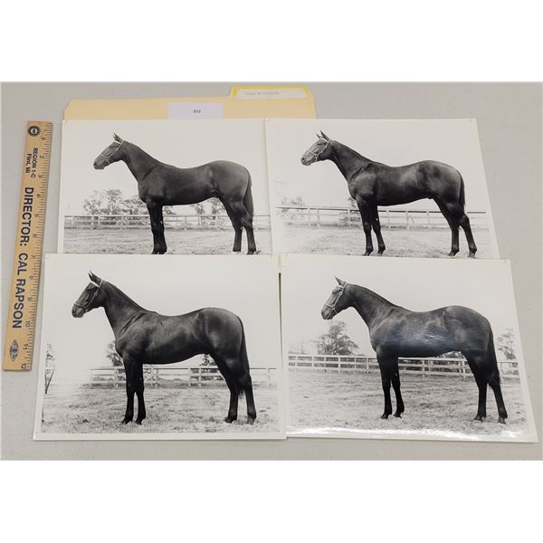 Harness Racing, Horses Of Willow Spring Farms, 10 Photos
