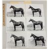 Image 3 : Harness Racing, Horses Of Willow Spring Farms, 10 Photos