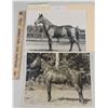 Image 1 : Harness Racing, Horses Of Woodhill Farms, 4 Photos