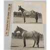 Image 2 : Harness Racing, Horses Of Woodhill Farms, 4 Photos