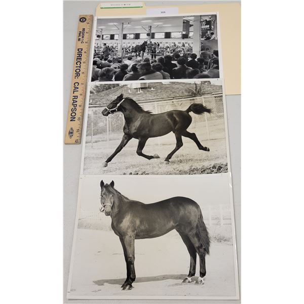 Harness Racing, Horses Of Woodstock Stud Farm, 3 Photos