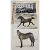 Image 1 : Harness Racing, Horses Of Woodstock Stud Farm, 3 Photos