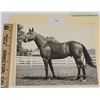 Image 1 : Harness Racing, Horse Limited Hornby From Robertson Ranch, 1 Photo