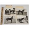 Image 1 : Harness Racing, Horses Of Roy Neagly Farm, 4 Photos