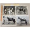 Image 1 : Harness Racing, Horses Of Saratoga Stud Farm, 4 Photos