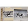 Image 1 : Harness Racing, Horses Cadent Scot & Niagara Byrd OF Seaman's Farm, 2 Photos