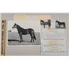 Image 1 : Harness Racing, Horse Harold J. From Bob Spencer's Oxford Farm, 1 Photo