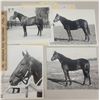 Image 1 : Harness Racing, Horses Of Bob Spencer's Oxford Farm, 4 Photos