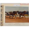 Image 1 : Harness Racing, Featuring Horse Speedy Prospect, Driver B. Haughton, The Red Mile, 1 Photo