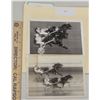 Image 1 : Harness Racing, Featuring Horse Star Racer, 2 Photos