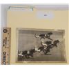 Image 1 : Harness Racing, Featuring Horse St. Clair Jake, Driver Rodney Bolon, The Meadows, 1 Photo