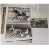 Image 1 : Harness Racing, Featuring Horse Oxford Circus, 3 Photos