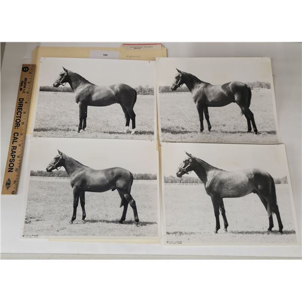 Harness Racing, Horses Of Hawkinsville Training Center, 10 Photos