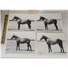 Image 1 : Harness Racing, Horses Of Hawkinsville Training Center, 10 Photos