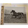 Image 1 : Harness Racing, Featuring Horse Peter Palm With Foal, 1 Photo