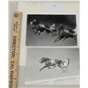 Image 1 : Harness Racing, Featuring Horse Pay The Yankee, Driver Billy Gilmour, 1 Photo
