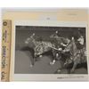 Image 1 : Harness Racing, Featuring Horse Speedy Star, 1 Photo