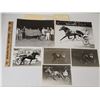 Image 1 : Harness Racing, Featuring Horse Star Investment, 6 Photos