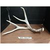 Image 1 : Single 6 point Deer Shed