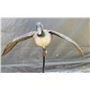 Image 2 : Large Canada goose decoy. Wing span 45 inches.