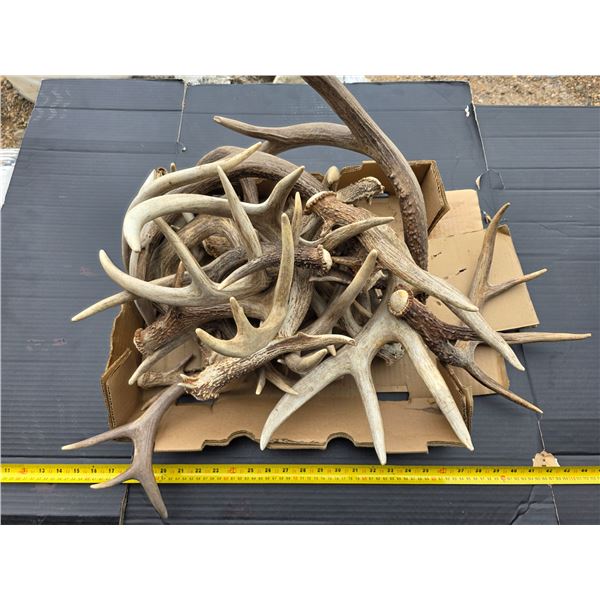 Lot of deer antler sheds