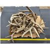 Image 1 : Lot of deer antler sheds