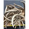 Image 2 : Lot of deer antler sheds