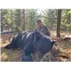 Image 4 : British Columbia Spring Black Bear for Two Hunters