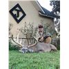 Image 1 : Whitetail Buck at the Diamond J