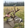 Image 1 : Canadian Whitetails For Archery Hunters