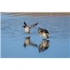 Image 10 : Ducks in Argentina